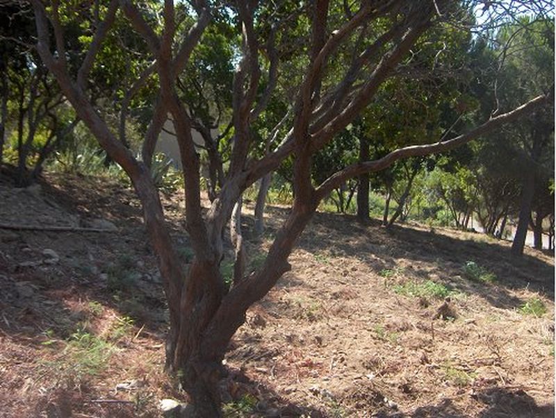 PROCHE DE LA PLAGE LOTISSEMENT SECURISE CONSTRUCTIBLE