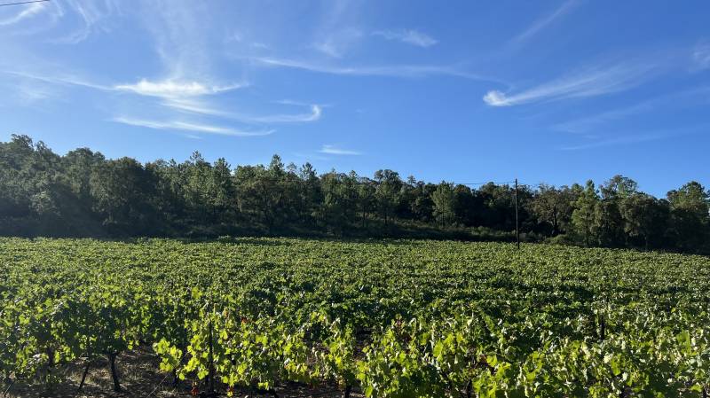 TERRAIN EN EXCLUSIVITE A BORMES LES MIMOSAS